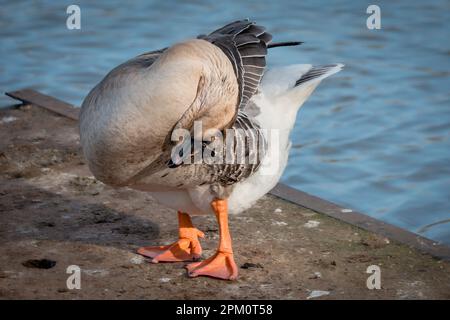 Brown African or Chinese Goose bending neck on concrete platform by water Stock Photo