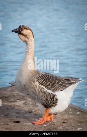 Brown African or Chinese Goose with crescent dewlap and black basal knob beside lake Stock Photo