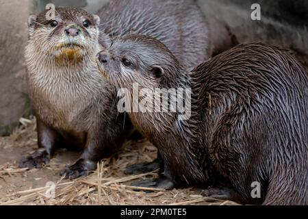 Two asian short-clawed otters on land Stock Photo