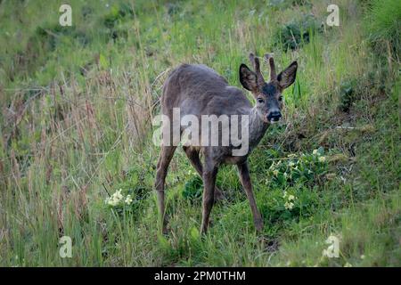 Male roe deer buck in velvet antlers in grassland looking at camera Stock Photo