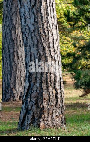 The widely split fissured bark of an Austrian black pine tree trunk Stock Photo