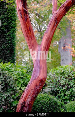 Trunk of arbutus tree with its peeling pink bark. View of Kziv