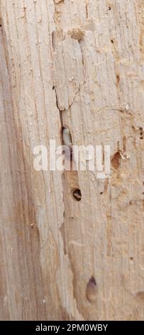 An old tree with a pronounced structure, cracks and traces of the skewers. Shashel sharpens wood. Shashel larva.  Stock Photo