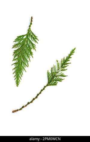 Small branch of the western red cedar tree found in the Pacific northwest. Thuja plicata. Isolated on white background in flat lay composition.  Verti Stock Photo