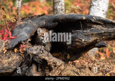 Cougar Kitten (Puma concolor) Crawls Out of Log Autumn - captive animal Stock Photo