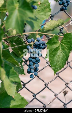 Blue Ripe Grapes on Vine Ready for Harvest Stock Photo