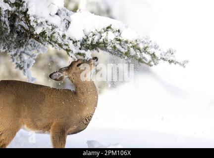 A white-tailed fawn trying to grab some pine needles but got a face full of snow instead. Stock Photo