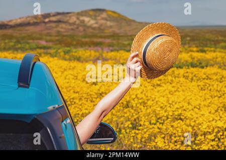 Summer road trip concept. Hat holding a straw hat from opened car window with yellow flowers on the background Stock Photo
