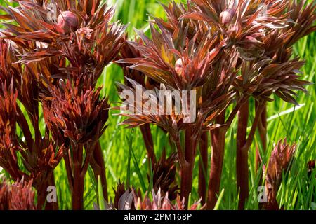 Red Paeonia Shoots Peony Emerging On Green April Paeonia lactiflora "Early Scout" Growing Spring Budding Peonies Herbaceous Chinese Peony Paeonia Stock Photo