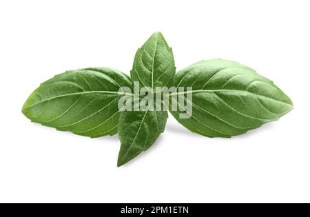 Aromatic green basil sprig isolated on white. Fresh herb Stock