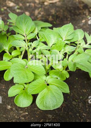 Leaves of young potato plants (lat. Solanum tuberosum) in black soil (Selective Focus) Stock Photo