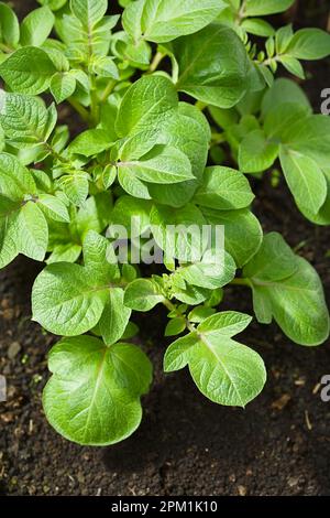 Leaves of young potato plants (lat. Solanum tuberosum) in black soil (Selective Focus) Stock Photo