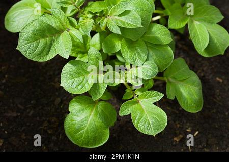 Leaves of young potato plants (lat. Solanum tuberosum) in black soil (Selective Focus) Stock Photo