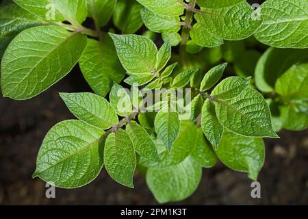 Leaves of young potato plants (lat. Solanum tuberosum) in black soil, photographed overhead (Selective Focus) Stock Photo