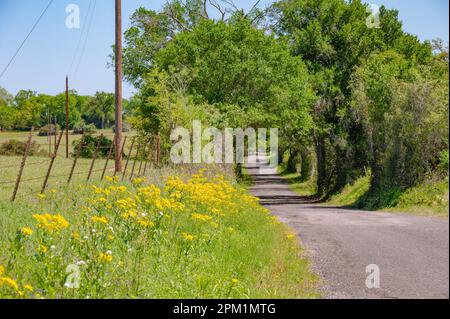 A narrow asphalt road passing through a tunnel of lush green trees in East Texas. Stock Photo