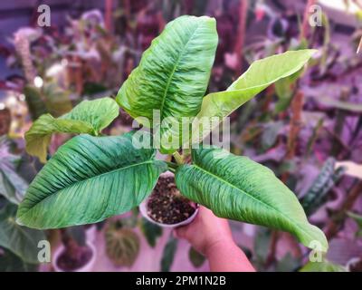philodendron red cardinal Philodendron Black Cardinal For Sale Including Care Guide