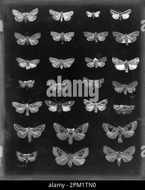 Resplendent Shield Bearer Moth Family Heliozelidae Vintage Line Drawing  Engraving Stock Vector by ©Morphart 218064580
