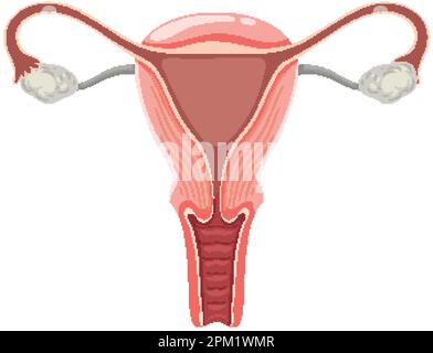 The Womb and Ovaries illustration Stock Vector