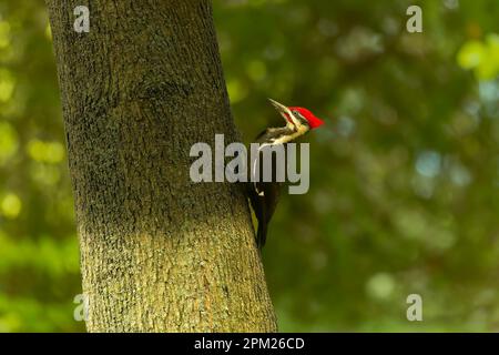 The pileated woodpecker (Dryocopus pileatus). The bird native to North America. Currently the largest woodpecker in the United States Stock Photo