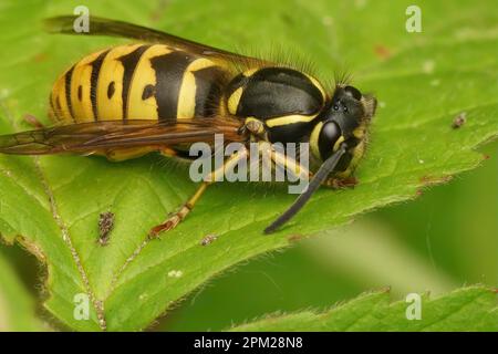Detailed natural closeup on a worker Common European wasp, Vespula vulgaris siting on a green leaf Stock Photo