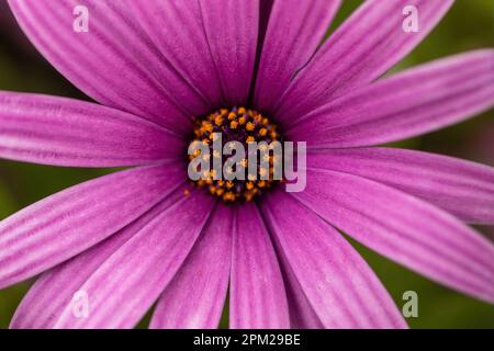Purple Osteospermum flower ('Passion Mix') in Bloom Stock Photo