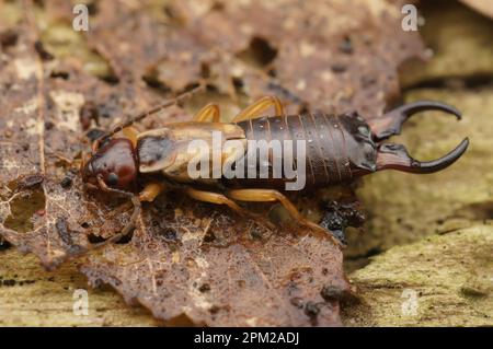 Natural detailed full body closeup on the European earwig , Forficula auricularia, on the bark of a tree Stock Photo