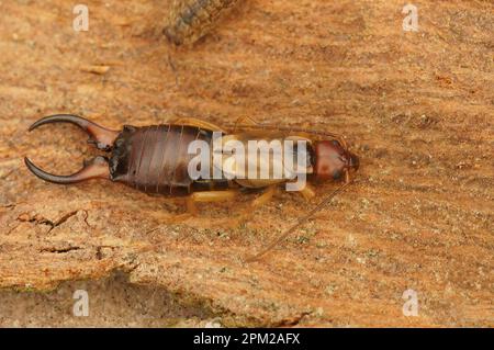 Natural detailed full body closeup on the European earwig , Forficula auricularia, on the bark of a tree Stock Photo