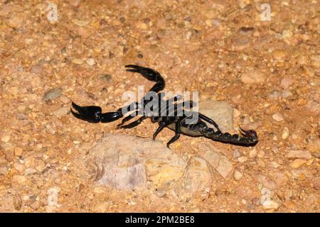 Black Forest Scorpion or heterometrus laoticus - An Intimidating Arachnid Species Caught on Camera Stock Photo