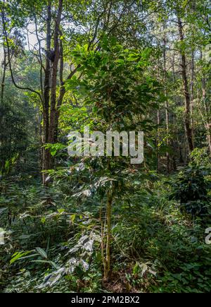 Shade-grown coffee plants in forest. Doi Inthanon National Park, Chiang Mai, Thailand. Stock Photo