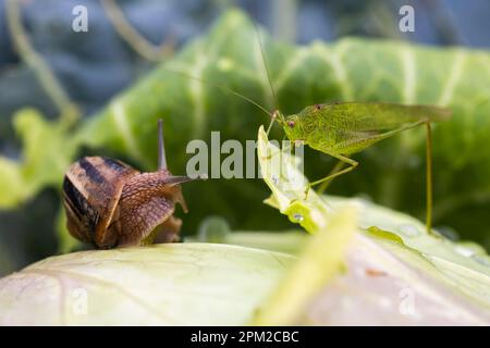 Snail on lettuce with a drop of rain water. Green grasshopper on lettuce. Stock Photo