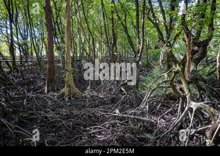 Root system of Red Mangrove (Rhizophora mucronata) exposed at low tide in a local park. Phang-nga, Thailand. Stock Photo