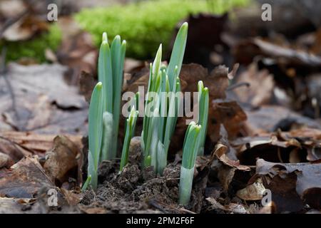 Wild flower Galanthus nivalis in the forest. Known as snowdrop. Snowdrops in January. Stock Photo