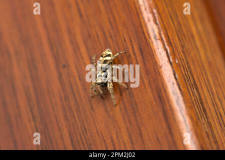 Single Zebra Jumping Spider (Salticus scenicus) crawling on a house wall, spider macro photography, biodiversity Stock Photo