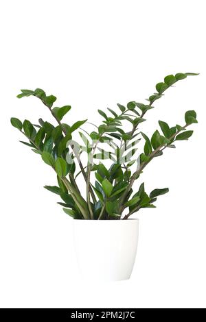 Green Zamioculcas zamiifolia plant in white flowerpot isolated on white background Stock Photo