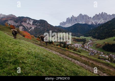 The cows pasturing in Alpine mountains Stock Photo