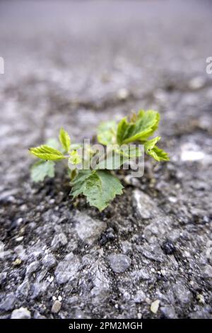 Detail of grass coming out of a crack in an old asphalt Stock Photo