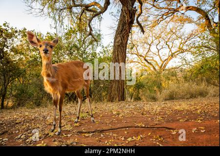 Bushbuck (Tragelaphus scriptus) walking in restcamp, close up looking at camera, Kruger national park, South Africa. Stock Photo