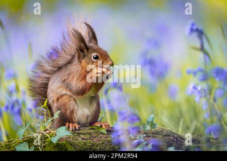 STUNNING images of a red squirrel enjoying springtime by exploring a field of beautiful bluebells have been captured. Stock Photo