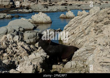 Australasian Fur Seals, Arctocephalus forsteri, Peninsula Seal Colony, Kaikoura, Canterbury, South Island, New Zealand Stock Photo