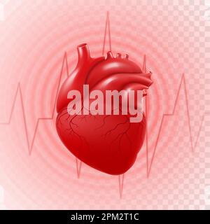 Human Heart And Heart Beat On Ekg. 3d realistic vector isolated human heart, circle pulsation, heart attack , anatomically correct heart with venous s Stock Vector