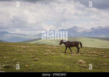 Kabarda horse, Caucasian breed horse, galoping through the grasslands of Javakheti Plateau with ancient dormant volcanoes and mountains. Stock Photo