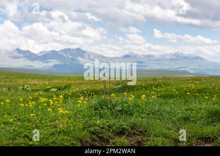 Yellow wild agrimony flowers (Agrimonia eupatoria) on a mountain meadow of Javakheti Plateau with ancient dormant volcanoes in the background. Stock Photo