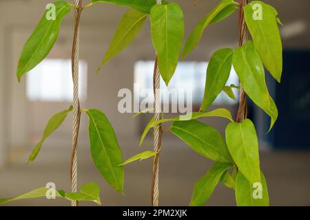 A closeup shot of a collection of leaves rolled on a thin rope as decoration in a house Stock Photo