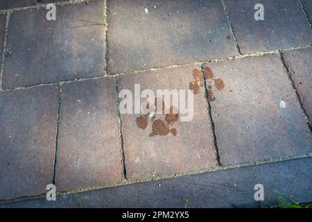 Wet dog paw prints on the pavement red stones Stock Photo