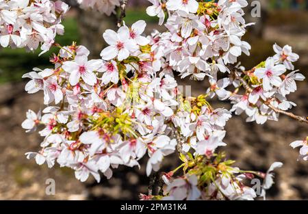 Close up of Yoshino Japanese cherry tree blossom (Prunus × yedoensis) in Spring sunshine, Royal Botanic Garden, Edinburgh, Scotland, UK Stock Photo