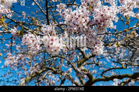 Yoshino Japanese cherry tree blossom (Prunus × yedoensis) in Spring sunshine, Royal Botanic Garden, Edinburgh, Scotland, UK Stock Photo