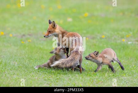 Red fox Vulpes vulpes feeding her kits in the forest in springtime in Canada Stock Photo