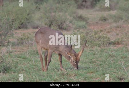 male waterbuck feeding on grass on the ground in the wild savannah of buffalo springs national reserve, kenya Stock Photo