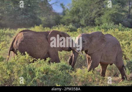 two young male african elephants play-fighting in the wild bushes of buffalo springs national reserve, kenya Stock Photo