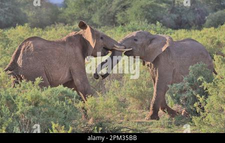 a couple of young male african elephants play fighting to assert dominance in the wild savannah of the buffalo springs national reserve, kenya Stock Photo